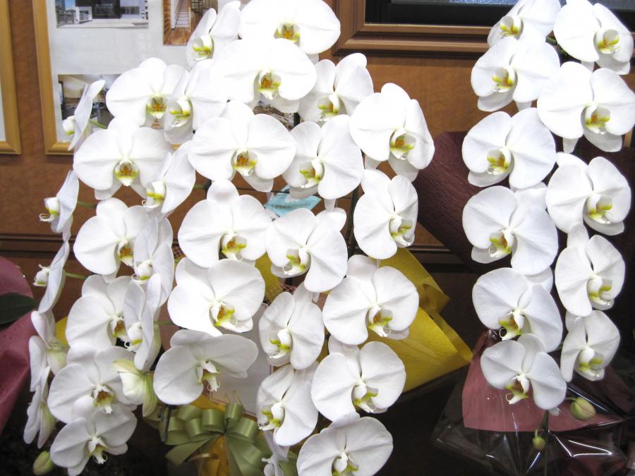 代表取締役社長交代のお知らせ